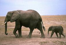 слоники
